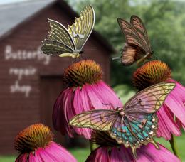 Butterfly Repair